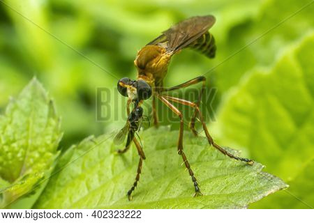 The Robber Fly Insect Or Asilidae Is An Aggressive Family Of Flies. Macro Photo Of Predatory Insects