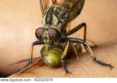 The Robber Fly Insect Or Asilidae Is An Aggressive Family Of Flies. Macro Photo Of Predatory Insects