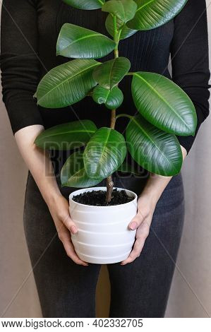 The Girl Holds In Her Hands A White Pot With A Ficus Flower. Decorative Home Plant. Ficus Elastica P