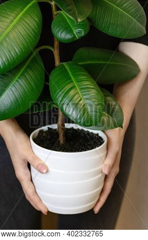 The Girl Holds In Her Hands A White Pot With A Ficus Flower. Decorative Home Plant. Ficus Elastica P