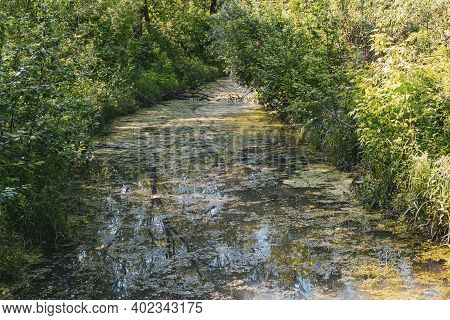 Overgrown Water In The Swamp. Green Forest Lake Overgrown With Duckweed. Swamp In The Forest Losiny 