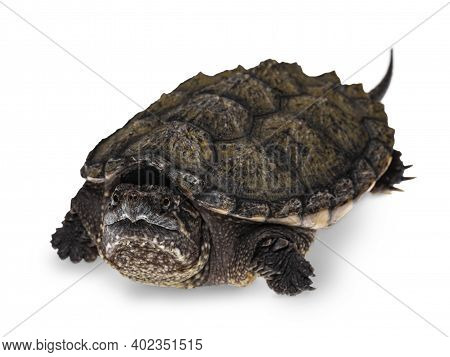 Front View Of Young Common Snapping Turtle, Isolad On White Background