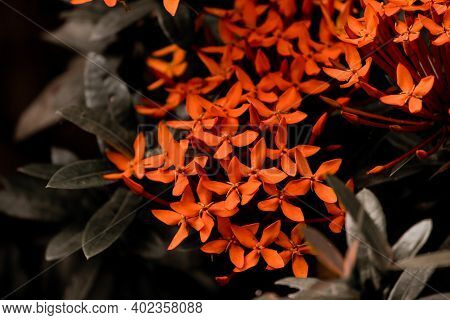 Beautiful View Of Ixora Coccinea Flowering Plant. Also Known As Jungle Geranium, Flame Of The Woods 