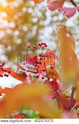 Close-up On A Bunch Of Red Rowan On A Tree On An Autumn Day During A Fall.