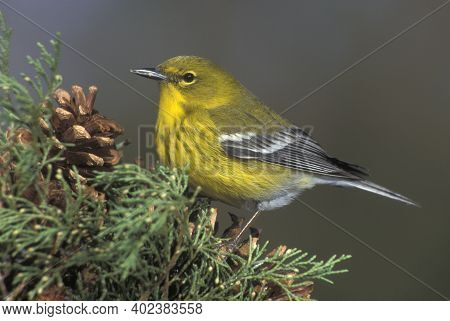 A Male Pine Warbler, Setophaga Pinus Pearched On A Branch In The Forest