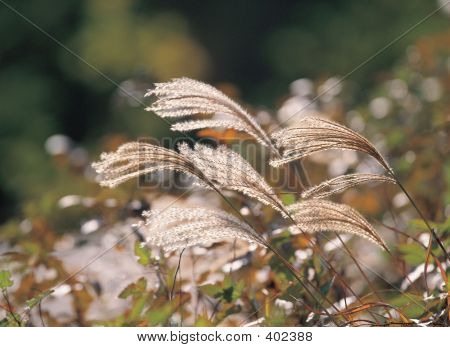 Eulalia in natura