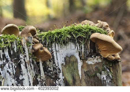 The Oyster Rollrim (tapinella Panuoides) Is An Inedible Mushroom