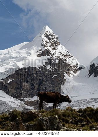 Panorama View Of Brown Cow On Cordillera Huayhuash Circuit Andes Alpine Mountain Ancash Huanuco Peru