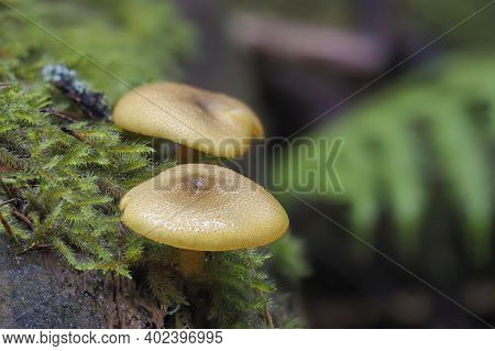 The Prunes And Custard (tricholomopsis Decora) Is An Inedible Mushroom , Stacked Macro Photo