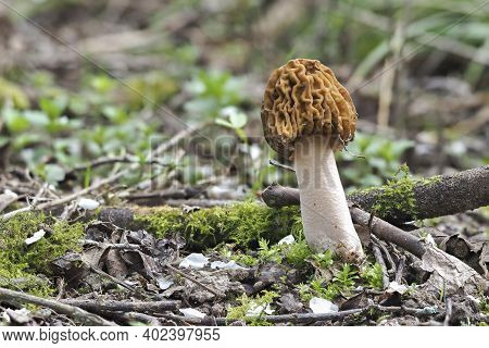 The Early False Morel (verpa Bohemica) Is An Edible Mushroom