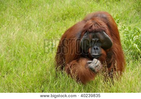 Orang-Utan camp leakey
