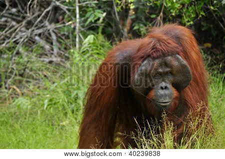 Orang-Utan nanang