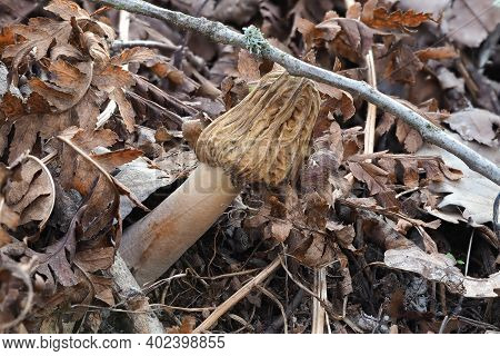 The Early False Morel (verpa Bohemica) Is An Edible Mushroom