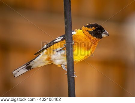 A Beautiful Male Black-headed Grosbeak Perches On A Steel Pole As He Arrives At A Feeding Station.