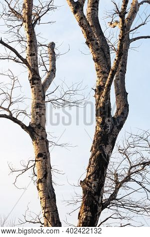 Thick Trunk Of Birch Tree Agains Blue Sky