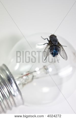 Flyga och glödlampa