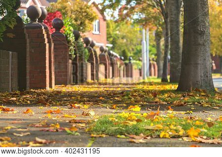 Beautiful Autumnal Low Ground Close Up View Of Sidewalk With Lots Of Colorful Fallen Leaves On The T