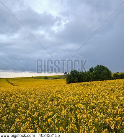 Spring Yellow Flowering Rapeseed Fields, Cloudy Pre-thunderstorm Rainy Sky And Green Hills. Natural 