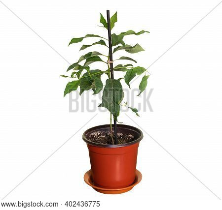 Small Potted Eucalyptus Tree Isolated On White Background. How To Grow Eucalyptus At Home Concept.