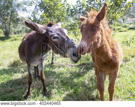 Portrait Of A She-donkey And A Hinny On A Field Near The Colonial Town Of Villa De Leyva, In The Cen
