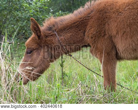 Brown Hinny Grazzing In A Field Near The Colonial Town Of Villa De Leyva, In The Central Andean Moun