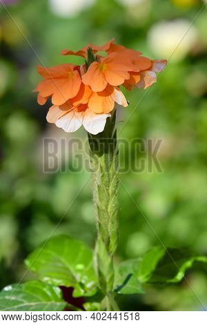 Blooming Orange Flowers Decorative Tropical Shrub Crossandra  Or Firecracker Flower  (lat. Crossandr