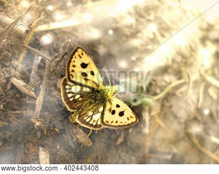 Northern Chequered Skipper Carterocephalus Silvicola Sitting On Soil , Sun Glare Effect