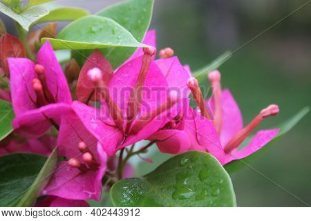 Bougainvillea From My Little Garden Outside My House. In Bahasa Indonesia, Its Called \