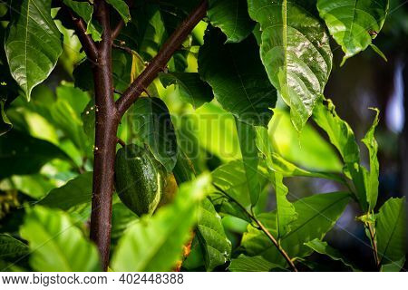 View Of Cacao Fruits Hanging In A Cacao Tree. Yellow Color Cocoa Fruit (also Known As Theobroma Caca