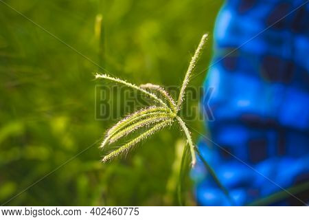 Wind Blown Wild Grass . Flowing Green Yellow Grass Flowers At Sunset. Tall Grass Flow With The Wind.