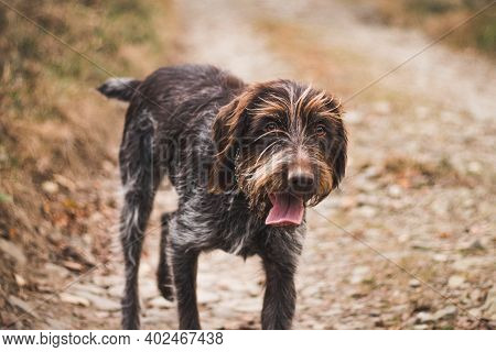 Detail On The Face Of A Pet Barbu Tcheque Running Around In The Wilderness Trying To Find A Scent. A