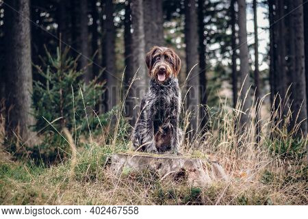 Loving Bitch Bohemian Wire-haired Pointing Griffon Sitting On A Stump, Staring Into The Woods, What 