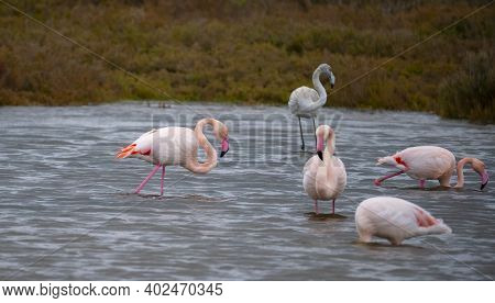 Flock Of Flamingos In Their Natural Ecosystem