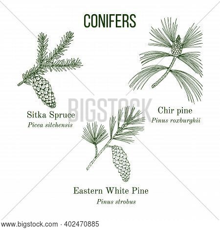Set Of Different Conifiers Branches With Cones. Hand Drawn Botanical Vector Illustration