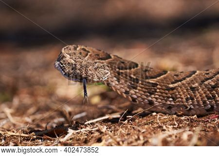 Big Puff Adder Snake Playing With Tongue Facing Camera