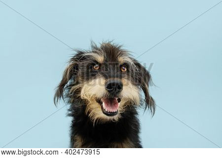 Happy, Attentive And Cute Adopted Puppy Dog Isolated On Blue Colored Background.
