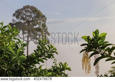 Khao Khai Nui, Sea Of Fog In The Winter Mornings At Sunrise, New Landmark To See Beautiful Scenery A