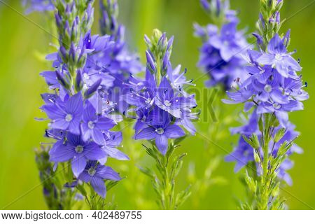 Veronica teucrium flowers on the field in garden.Bright lilac colored flowering speedwell plants wit