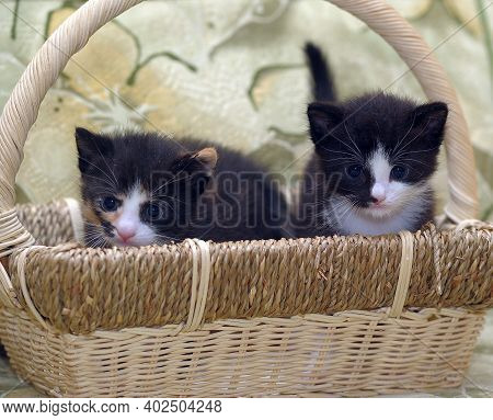 Two Midi Little Kittens - Black With White And Tri-color