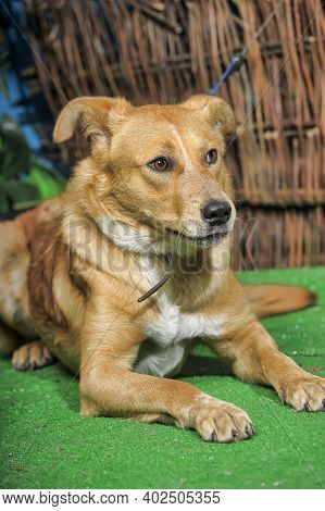 Outbred Happy Brown Dog On Green Grass