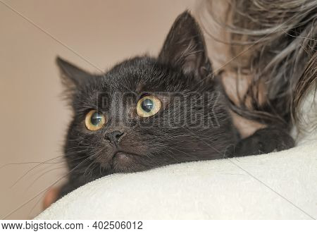 Black Fluffy Cute Cat In Hands Close Up