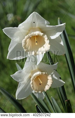 Large Cupped Daffodil Flowers With White Petals And Cream Centre Cup And A Background Of Blurred Lea