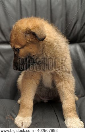 Red Mongrel Puppy On A Dark Background