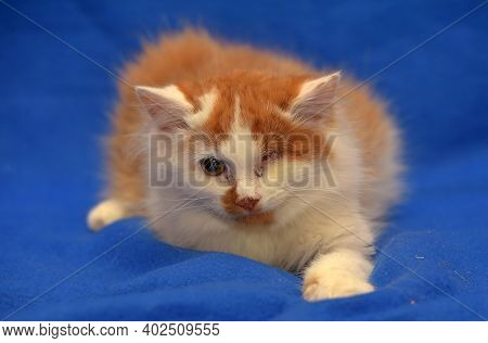 Small Red And White Kitten One-eyed Disabled