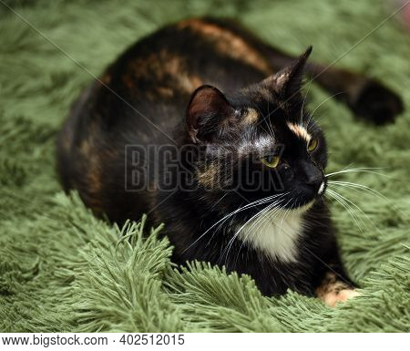 Black With Red And White Cat On A Green Background