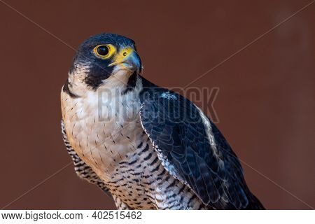 Peregrine Falcon (falco Peregrinus) Very Close Up. Falconry Or Keeping Falcons And Racing Them In Th