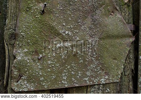 A Sheet Of Rusty Mossy Iron On The Old Wooden Fence. Close Up View.