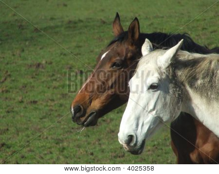 Due teste di cavallo