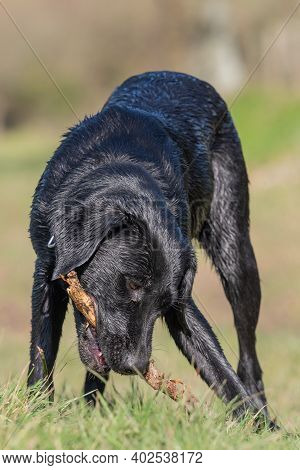 Black Labrador Puppy