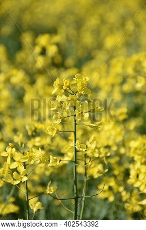 Very Pretty Flowering Yellow Rape Sed Blossom Close Up.
